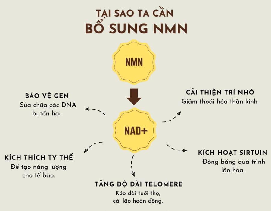 NMN Trong Nghiên Cứu Lâm Sàng 01